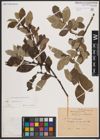 Foto von Salix caprea L.